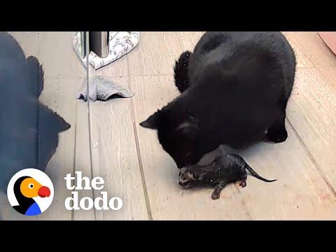 Pregnant Street Cat Gives Birth On Nanny Cam #Video