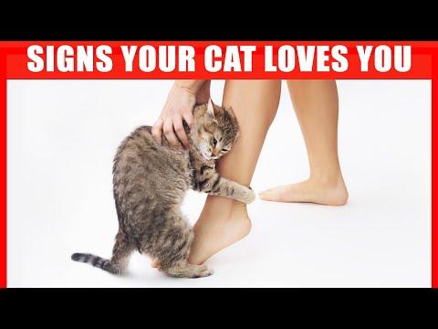 30 Signs Your Cat Considers You its Mother #Video