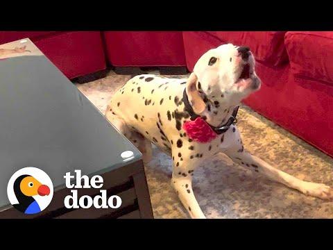 Dalmatian Who Was Terrified Of Men Gets Adopted By One #Video