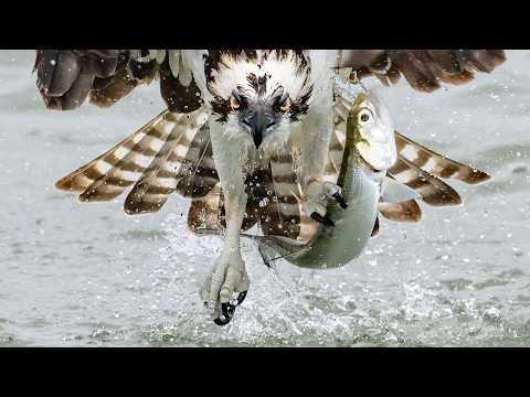 Osprey Yanks Huge Fish From the Ocean and Almost Loses the Battle #Video