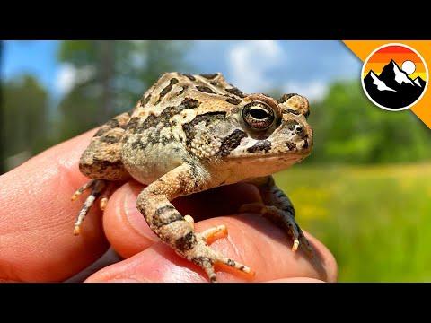 Toadally GRUMPY and POISONOUS Toad Video!