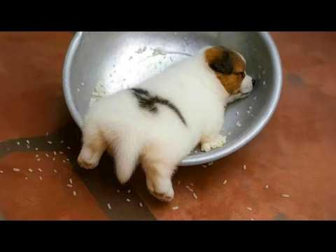 These PUPPIES Can't Control Their Cuteness! #Video