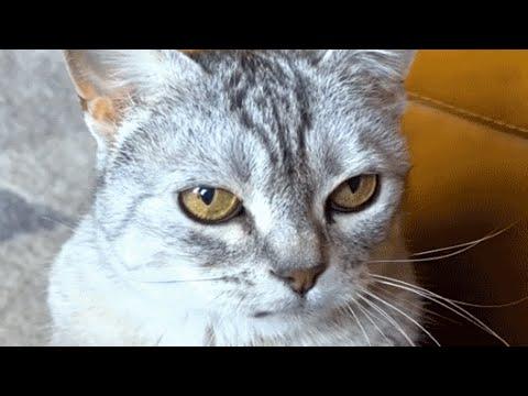 Woman brings home a senior cat. And discovers she's rarely amused. #Video