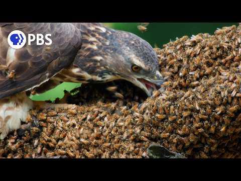 Honey Buzzards Feast on Deadly Hornets #Video