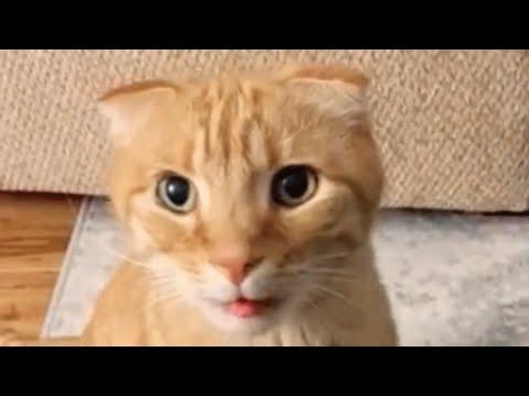 Woman adopts a shy cat. Now he won't stop talking. #Video