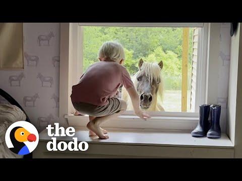 Rescue Pony Greets His Human Brother At His Window #Video