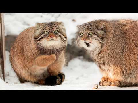 George the Pallas's cat is trying to ask the beautiful Mia out! #Video