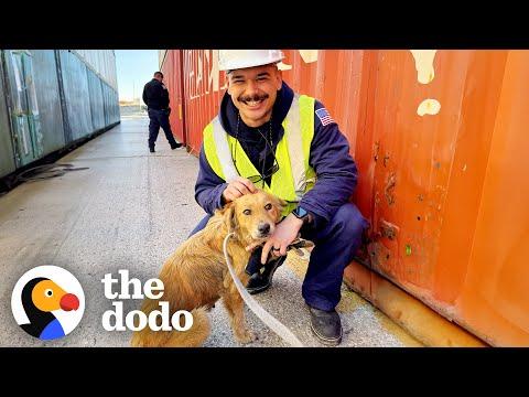 Coast Guards Rescue Dog Trapped In Shipping Container #Video