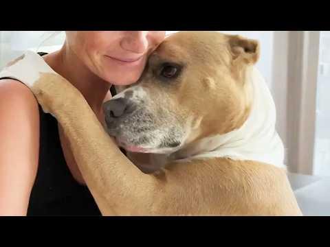 This Dog Doesn’t Bark — She Hugs Everyone She Meets #Video