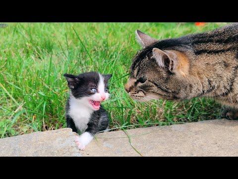 The New Kitten Meets The Cats Who Own The House #Video