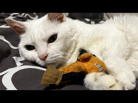 Mama cat keeps hugging toy for heartbreaking reason #Video