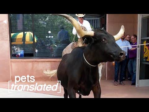 Big Spenders | Pets Translated Video