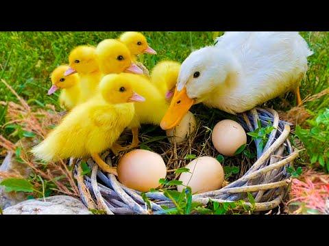 Mom duck with baby ducks in the nest #Video