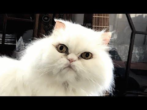 Woman brings home a senior cat. Then discovers he won't stop talking. #Video