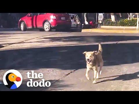Stray Dog Chases Woman's Car For Five Blocks Until She Finally Stops #Video