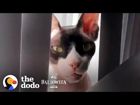Scary Cat Threatens His Owner Over FaceTime  | The Dodo