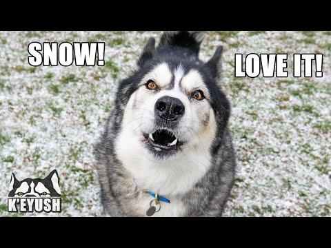 Husky WON'T Stop TALKING When it SNOWS Video! He LOVES COLD Weather!