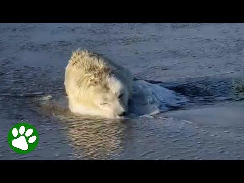 Orphaned Pup Found On The Beach #Video