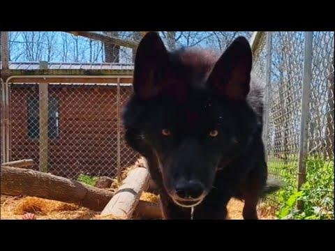 'Aggressive' wolf dog meets a good human and here's how he reacted #Video