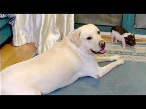 Labrador Dog Gets a Cute Piglet Friend Video