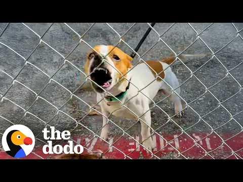 No One Dared Get Close To Aggressive Shelter Dog - Except For This Guy #Video