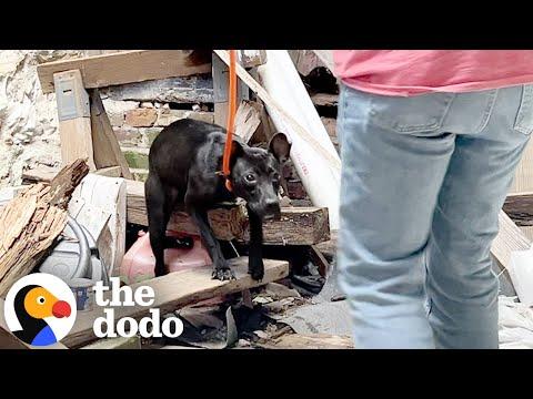 Stray Puppy Rescued From Abandoned Building #Video