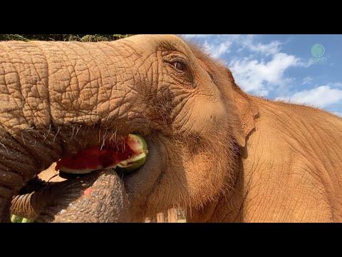 Baby Elephant Quickly Grabbed Watermelons To Eat - ElephantNews #Video