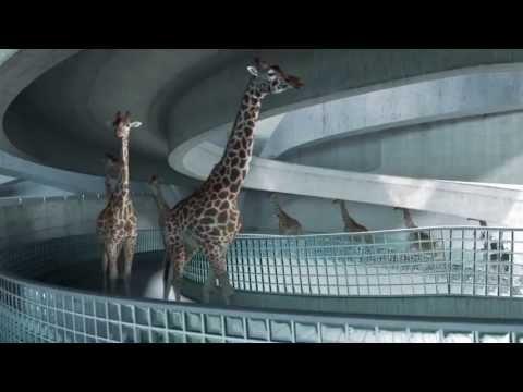 High Diving Giraffes