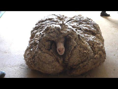 Sheep Goes Years Without Being Sheared #Video