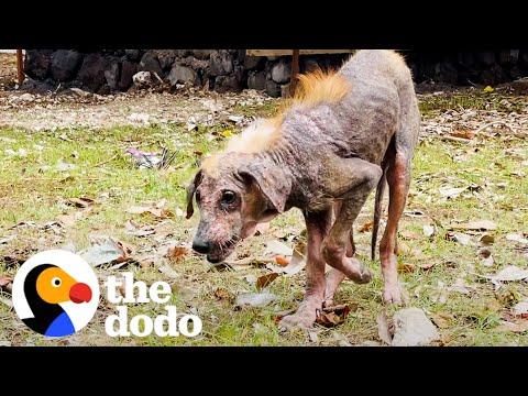 From Frightened to Flourishing: The Heartwarming Rescue of a Terrified Stray #Video