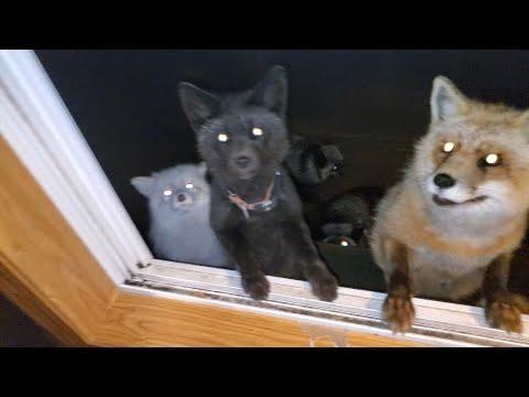 So many foxes at my window! #Video