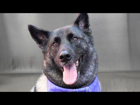 The sweetest dog you'll ever meet - Girl With The Dogs #Video