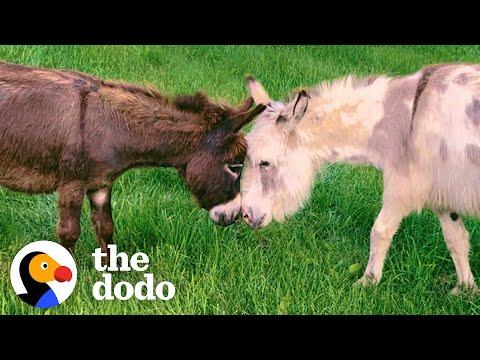 Donkey Loses The Love Of His Life — Then Finds Someone Special #Video