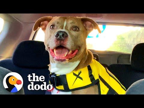 Anxious Pittie Has A Special Weighted Blanket #Video