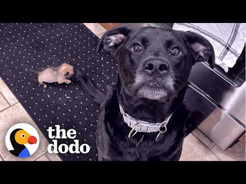 75-Pound Dog Is Terrified Of 10-Ounce Foster Puppy #Video