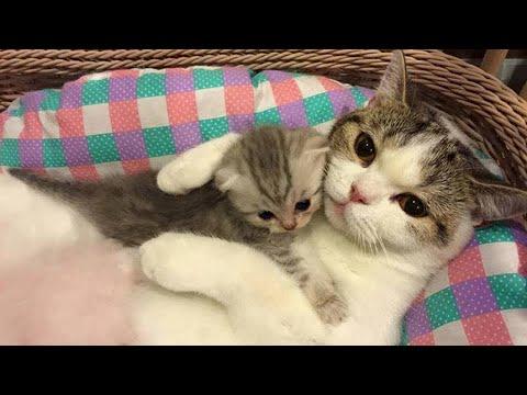 Mom Cat Talking to her Cute Meowing Kittens - Best Family Cats Compilation Video