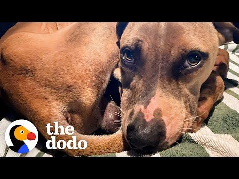 Skinny Rescue Puppy Found Spooning His Foster Brother #Video