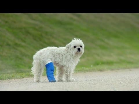 New Amaz0n Ad Featuring Dog With A Bad Leg