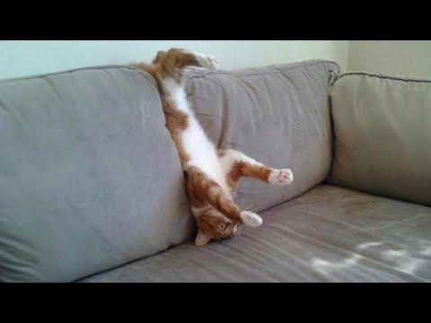 The Most DRAMATIC Cats on Earth #Video