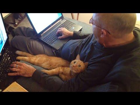 These cats prove every elder should have one by their side #Video