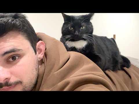 Cats claim yet another dog person #Video