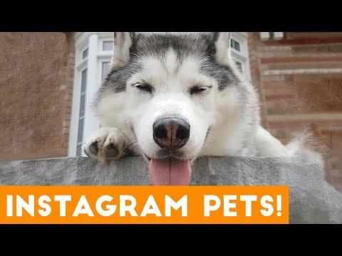 Most Adorable Instagram Pets of 2019 | Funny Pet Videos