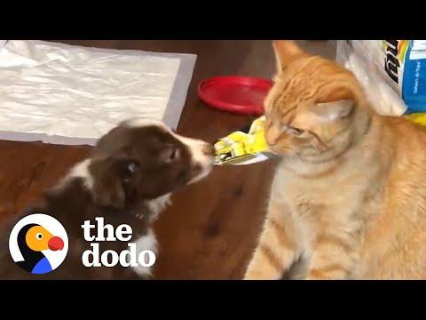 Cat Raises His Puppy Brother #Video