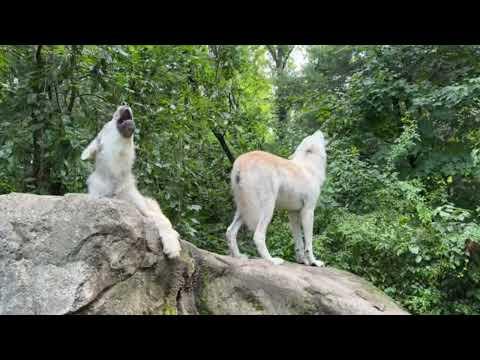 Gray Wolf Brothers Sing a Wild Song #Video