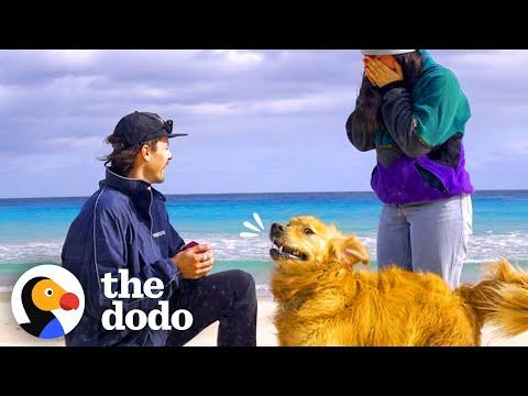 Dog Goes Bananas When Dad Proposes To Mom #Video