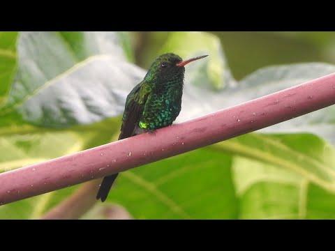 Cozumel Emerald: The Hummingbird found only on the Island of Cozumel #Video