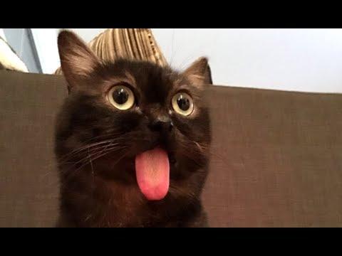 This Cat Is Broken - Your Daily Dose Of Internet