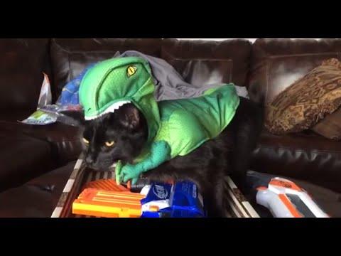 Pets That Hate Their Costumes