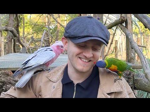 Singing for Animals Compilation #Video