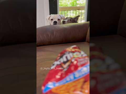 When Mom Eats a Snack - Layla The Boxer #Video